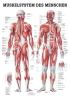 Muskelsystem d. Menschen, ca. DIN A1, Papier