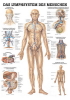 Das Lymphsystem des Menschen, ca. DIN A4, laminiert