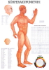 Körperakupunktur I, ca. DIN A4, laminiert