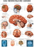 Das menschliche Gehirn, ca. DIN A4, laminiert