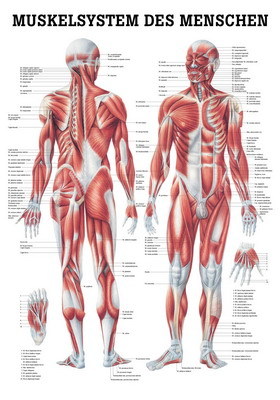 Muskelsystem des Menschen, ca. DIN A4, Papier