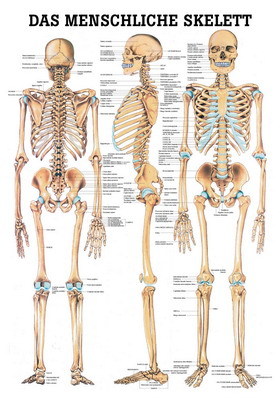 Das menschliche Skelett, ca. DIN A4, laminiert