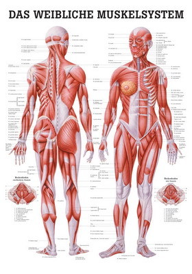 Das weibliche Muskelsystem, ca. DIN A1, Papier