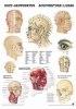 Kopfakupunktur, ca. DIN A4