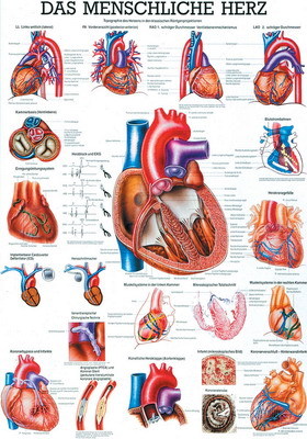 Das menschliche Herz, ca. DIN A4, laminiert