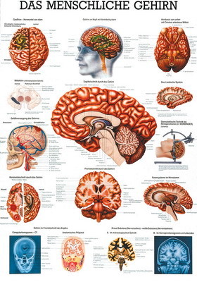 Das menschliche Gehirn, ca. DIN A4, Papier