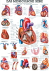 Das menschliche Herz, ca. DIN A4
